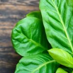 أوراق سبانخ طازجة مع رموز توضيحية لفوائدها الصحية والقوة الغذائية